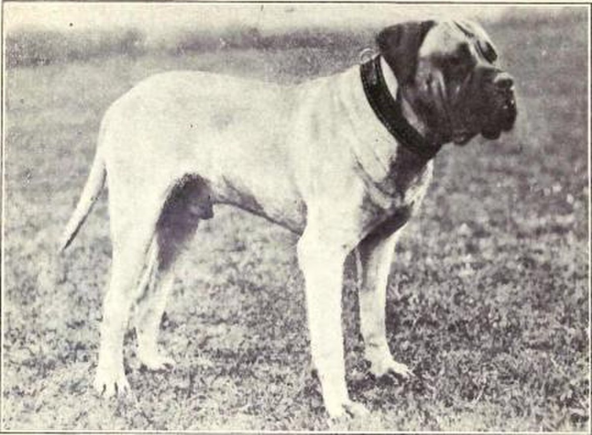 Русский мастиф Меделян