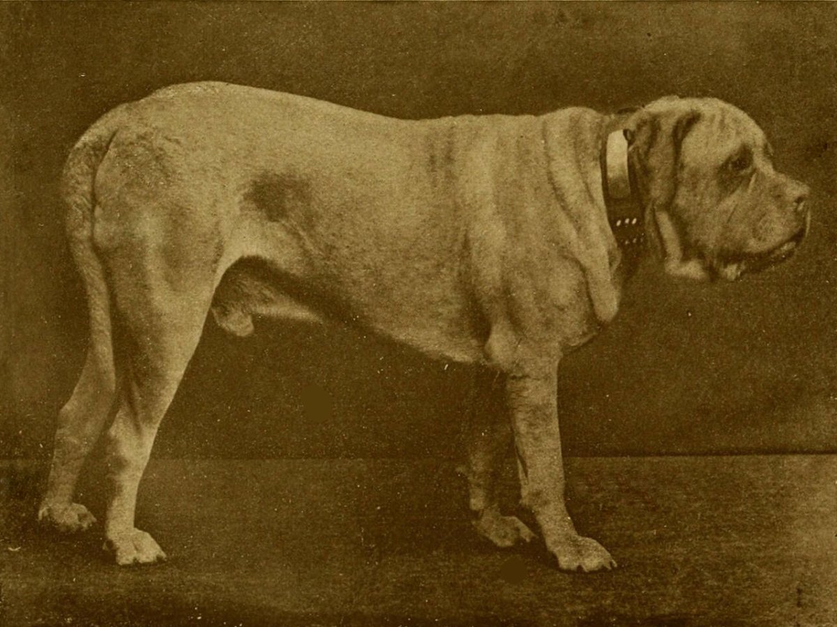 Русский мастиф Меделян