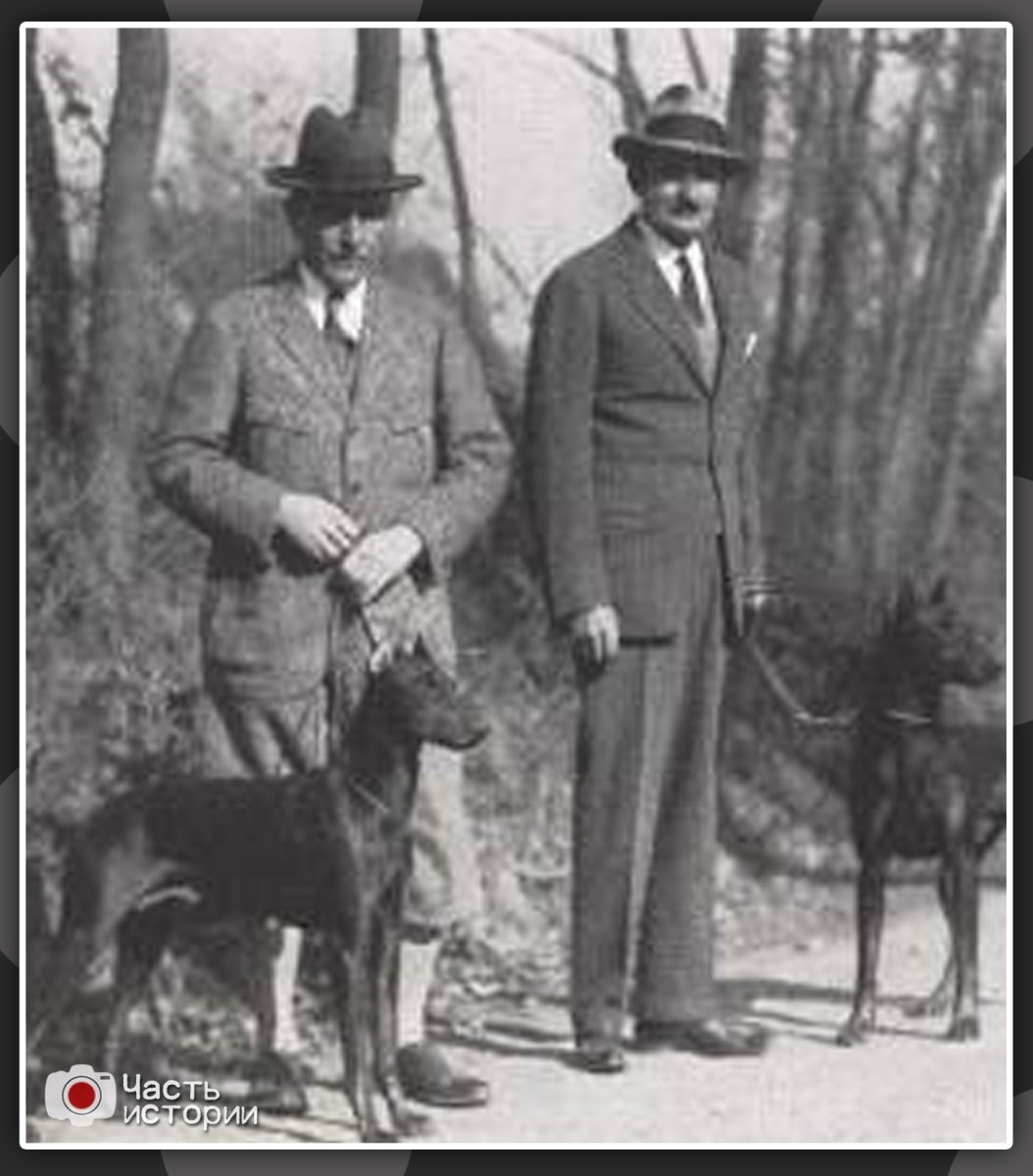 Доберман пинчер Треф