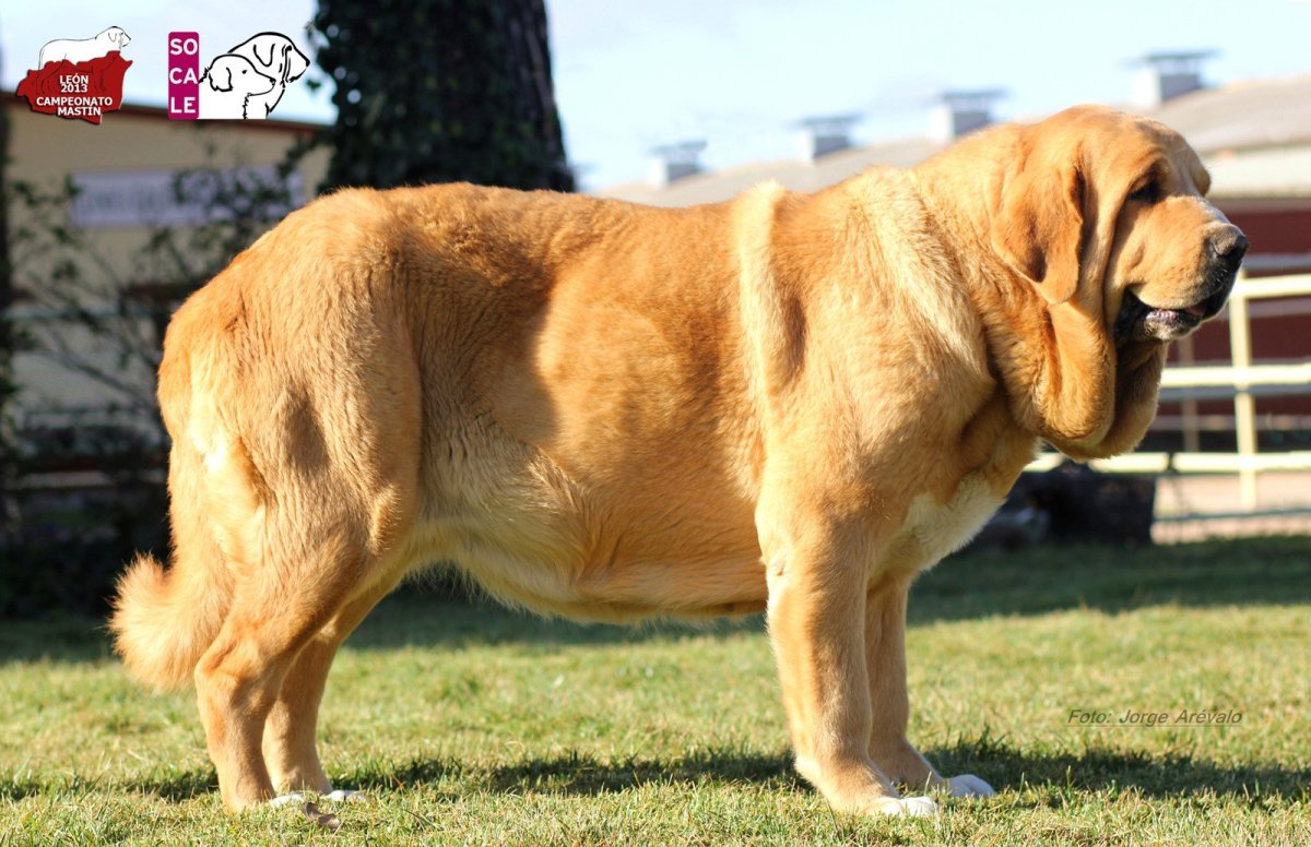 Испанский мастиф