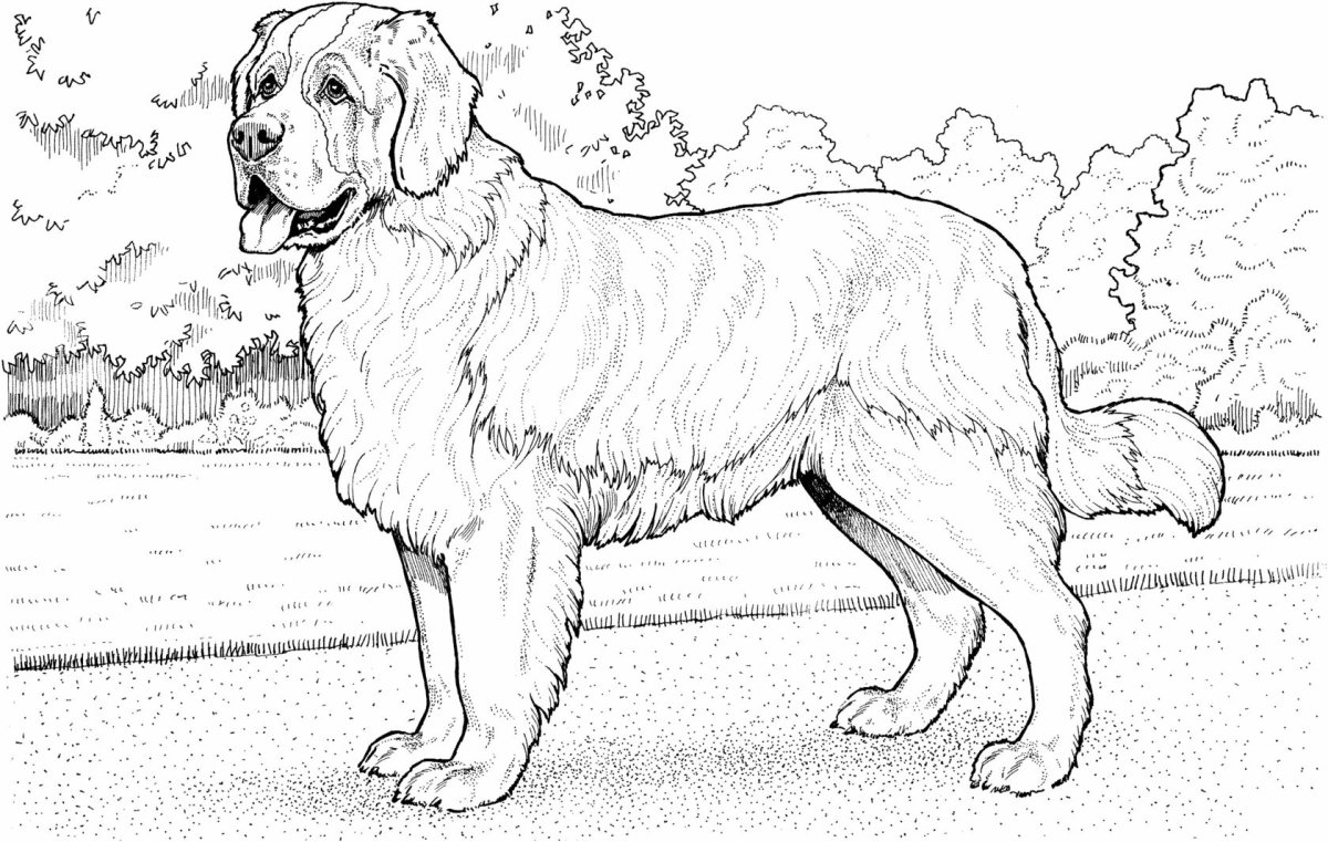 Сенбернар и алабай