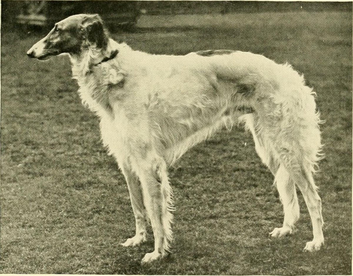 Сабанеев псовая борзая