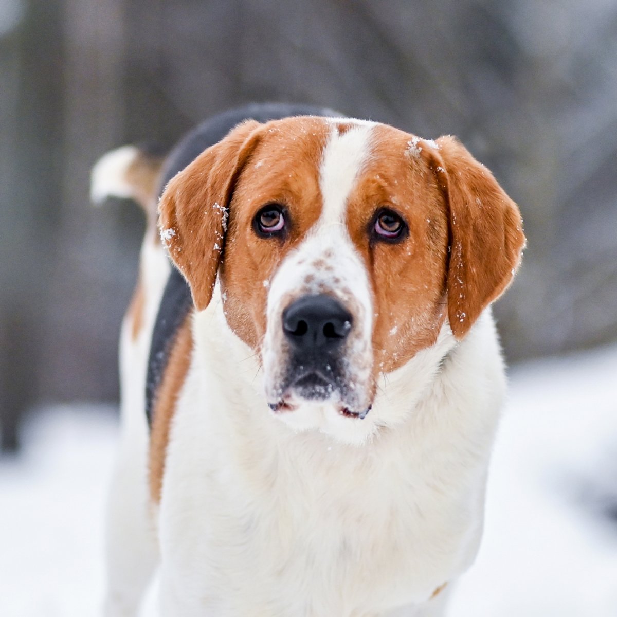 Русская пегая гончая