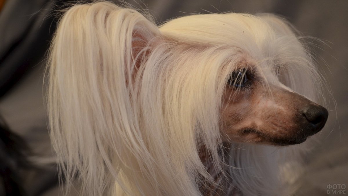 Китайская хохлатая собака семикот