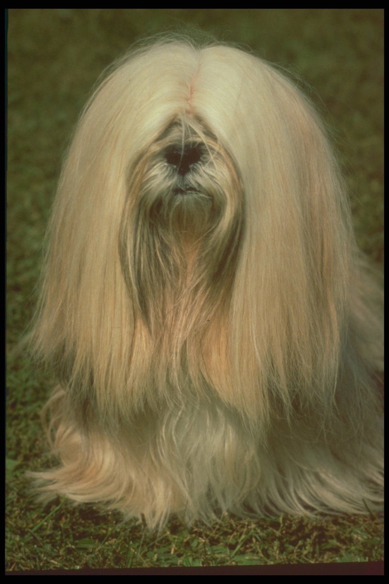 Лхасский Апсо