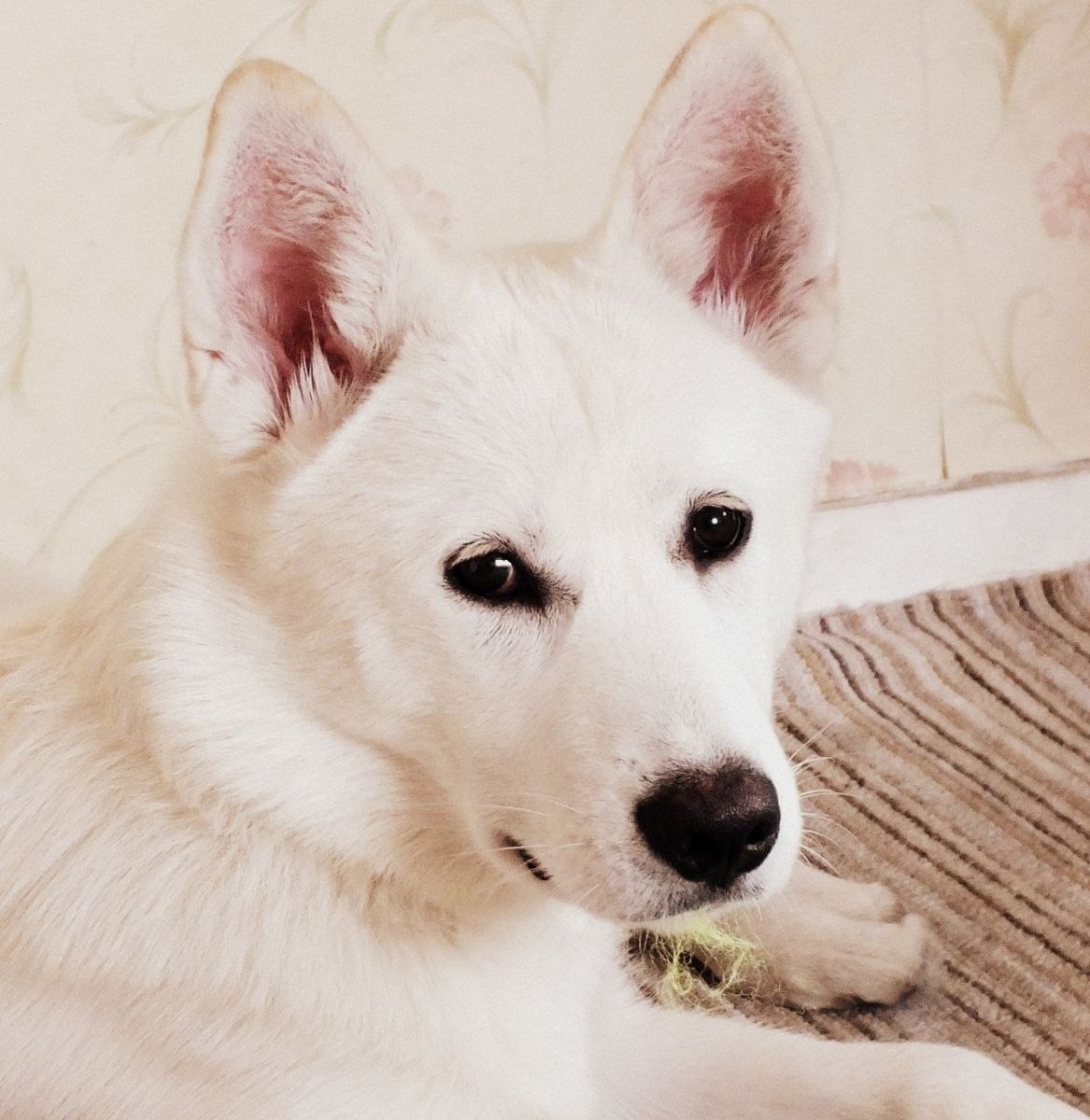 Белая Сибирская хаски с карими глазами