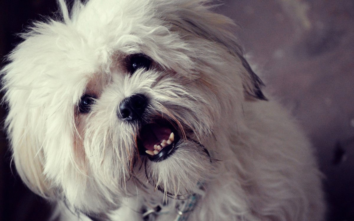 Тибетская болонка