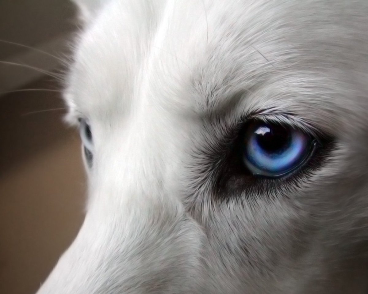 Белый волк с голубыми глазами