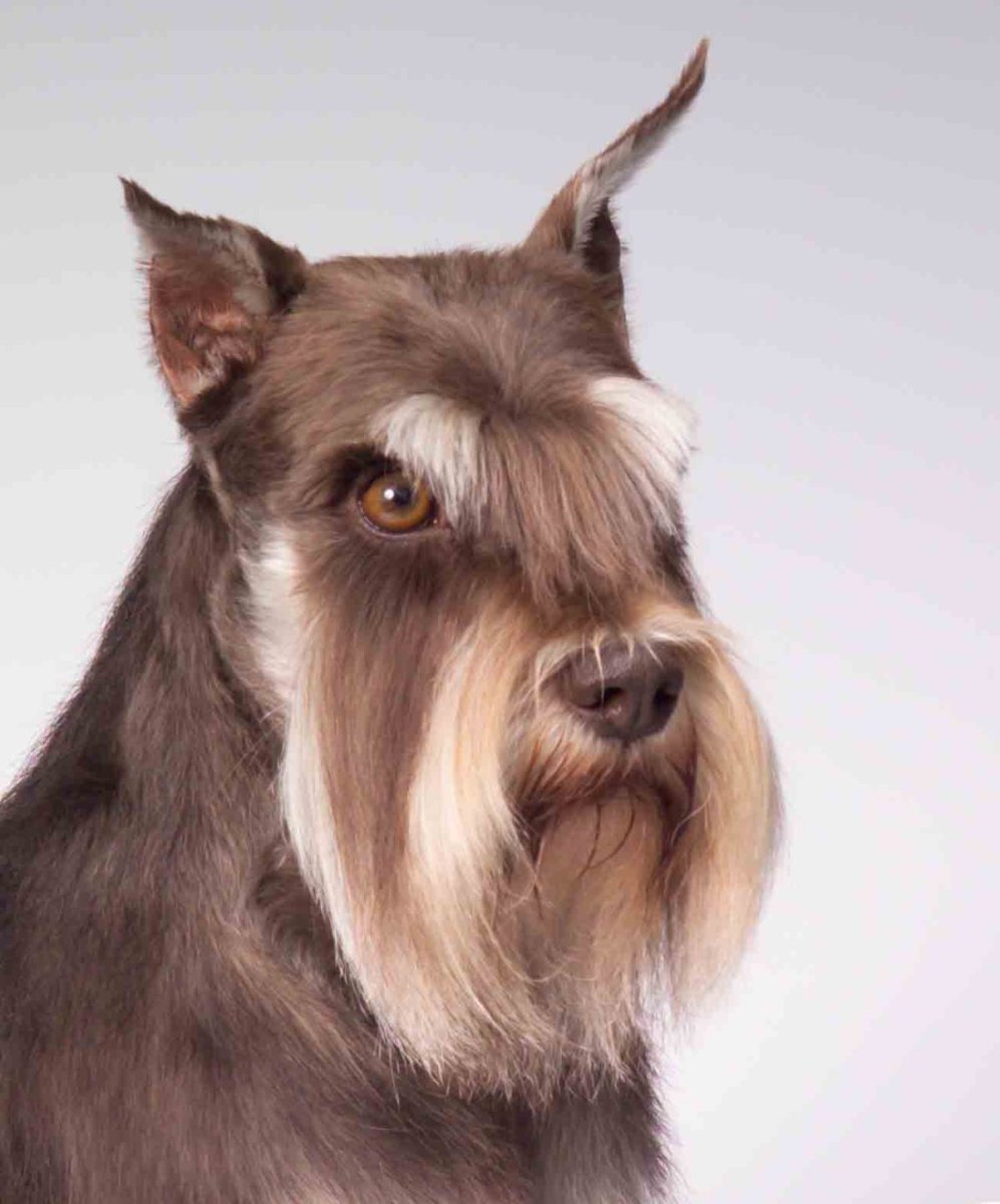 Порода Цвергшнауцер