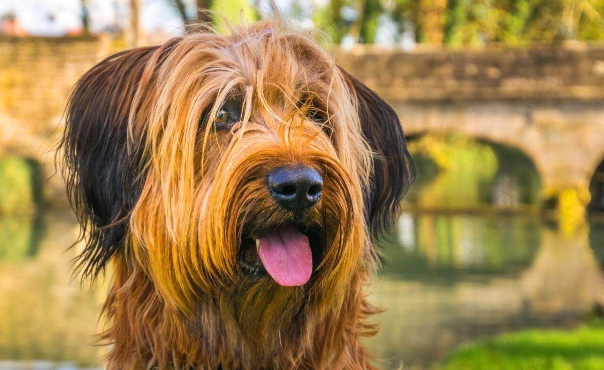 Французская овчарка Бриар