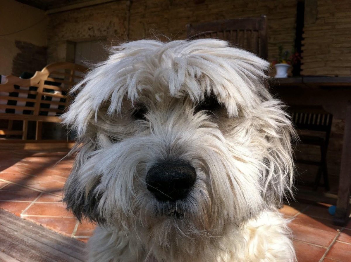 Польская низинная овчарка щенки