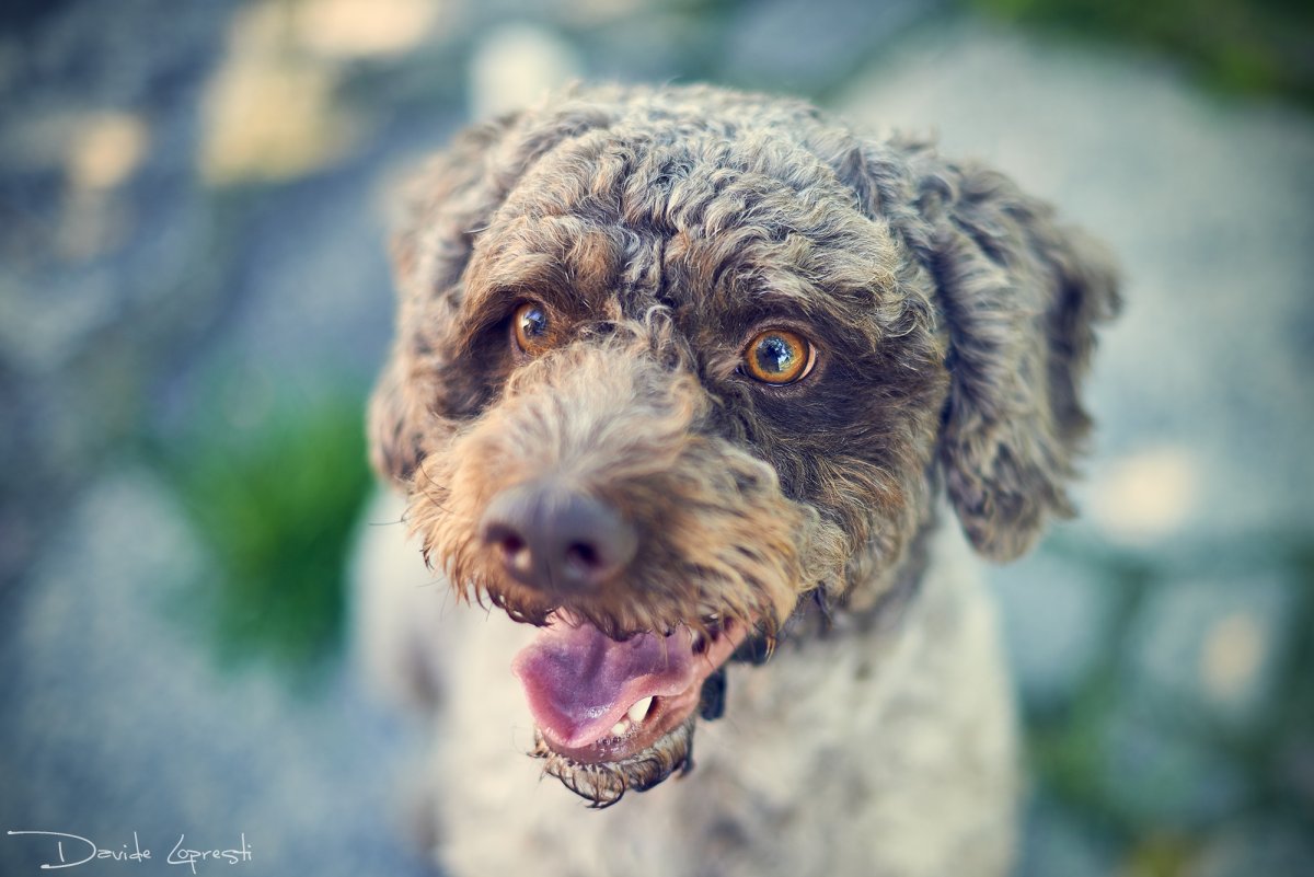 Собака с челкой на глазах