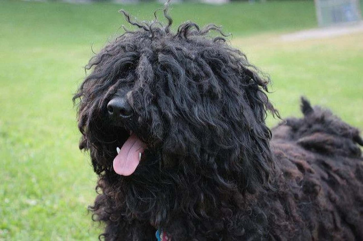 Шерсть собаки