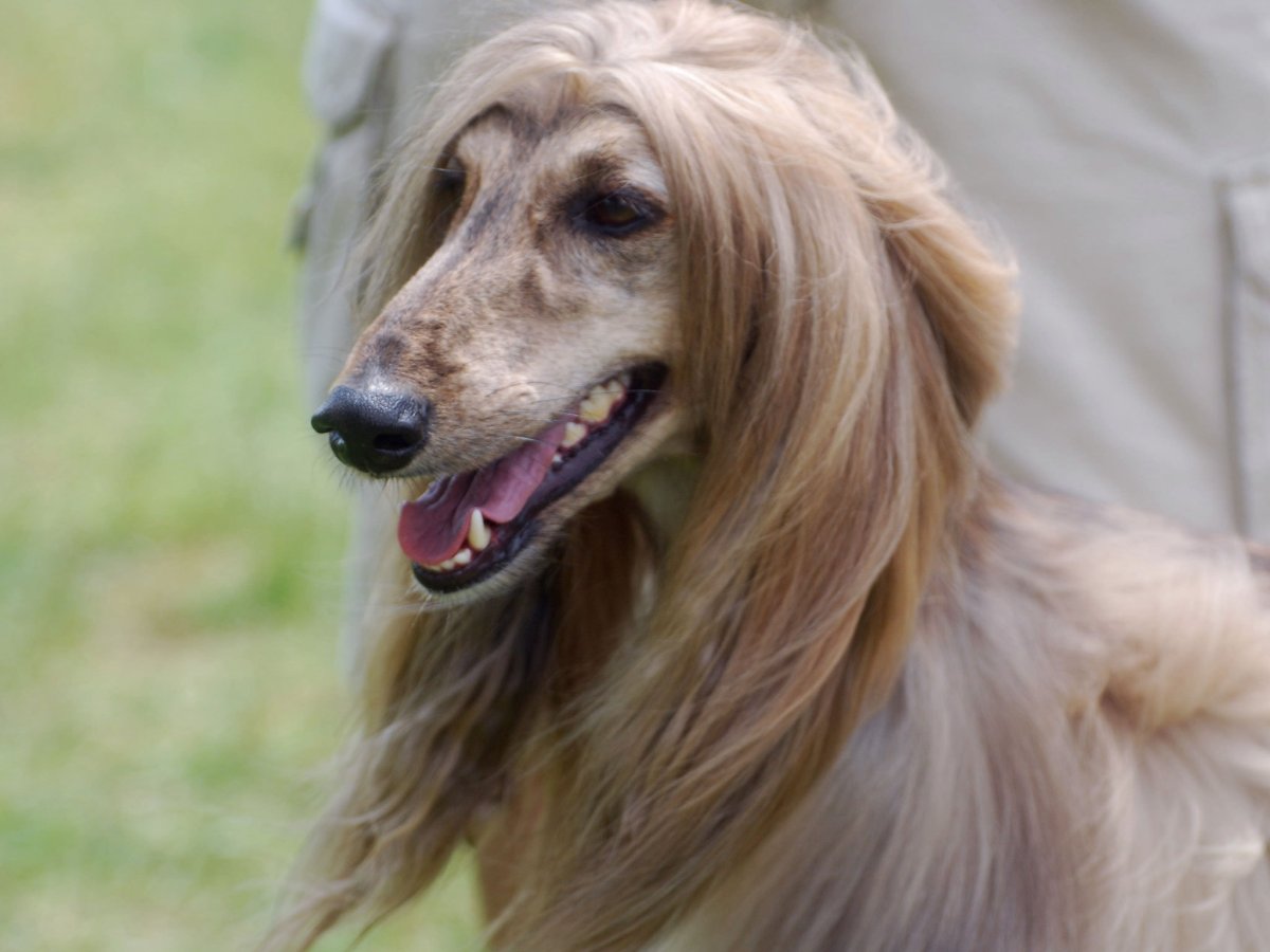 Салюки собака