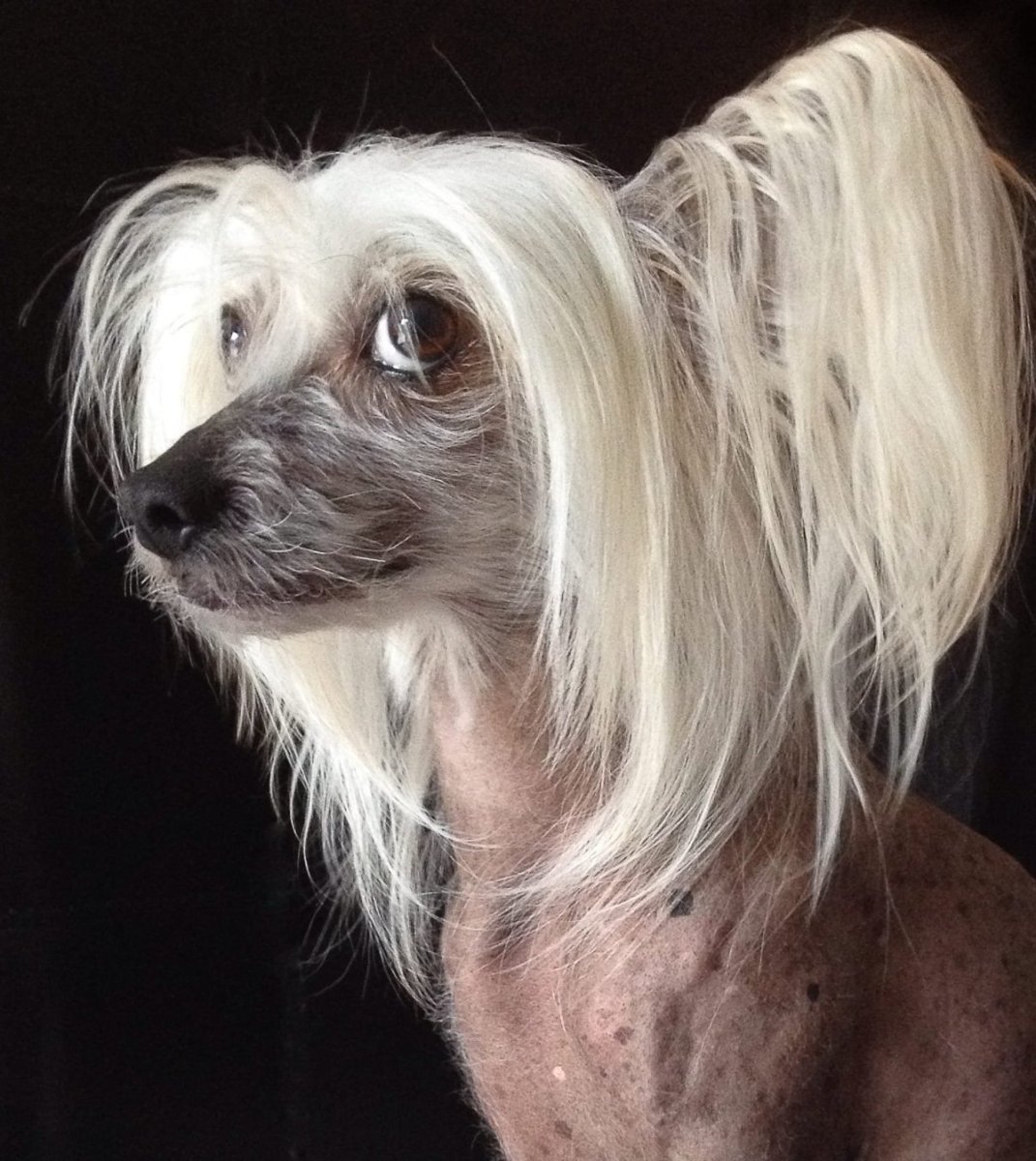 Китайская хохлатая длинношерстная