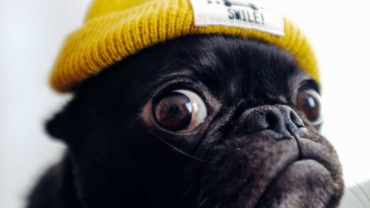 Собака с челкой на глазах