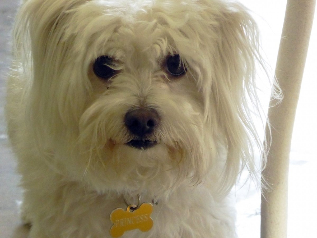 Маленькая лохматая собака