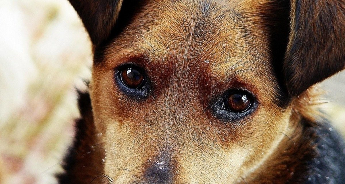 Собака с карими глазами
