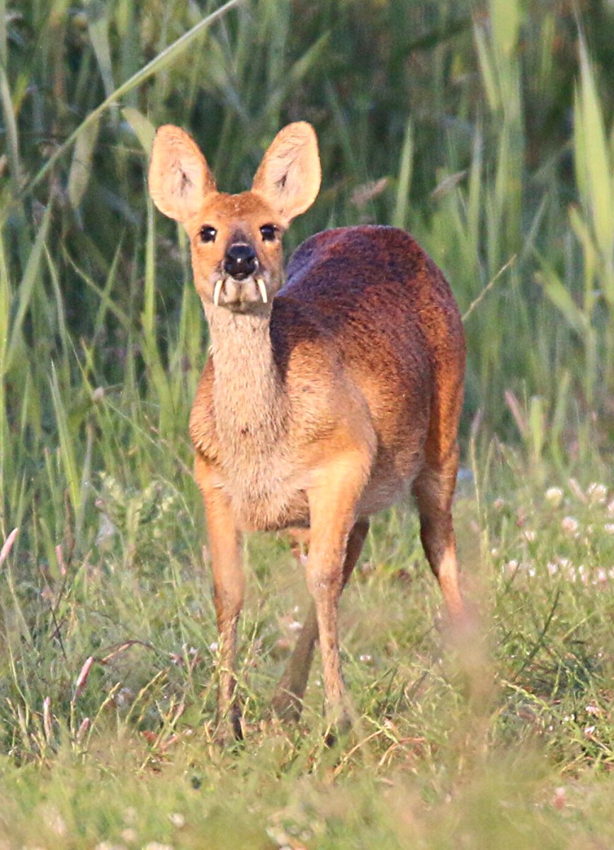 Олень кабарга
