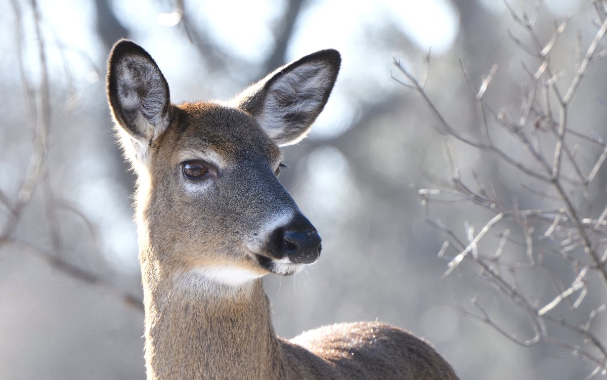 Саблезубый олень кабарга