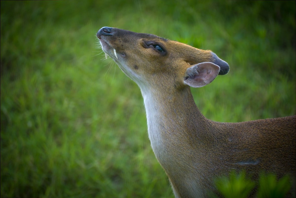 Китайский мунтжак (Muntiacus Reevesi).