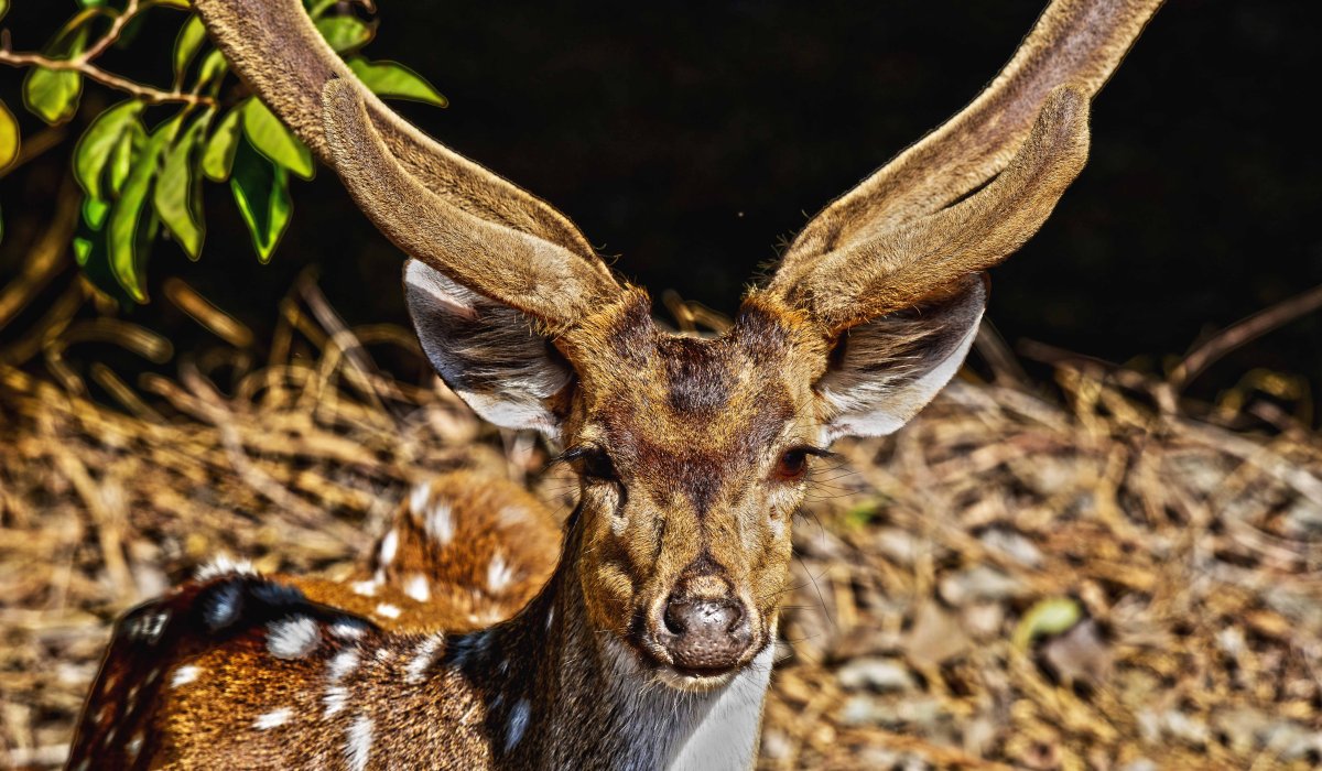 Антилопа кабарга