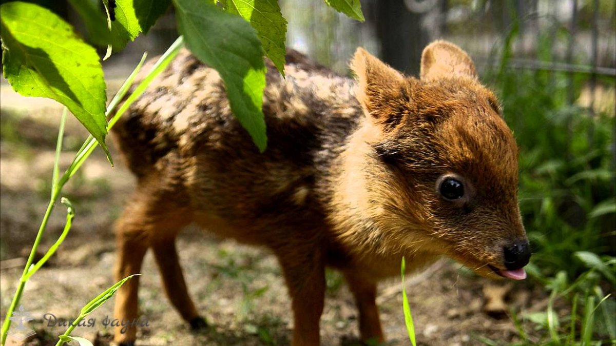 Карликовый олень пуду