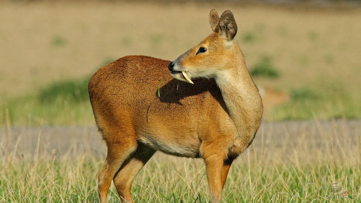 Олень кабарга мускус
