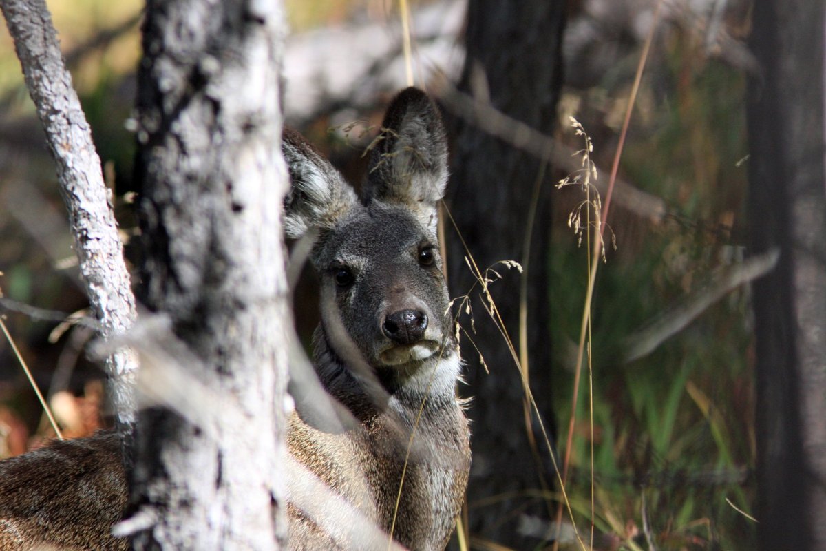 Сибирская кабарга