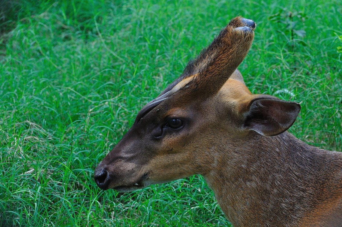 Маленький олень с клыками