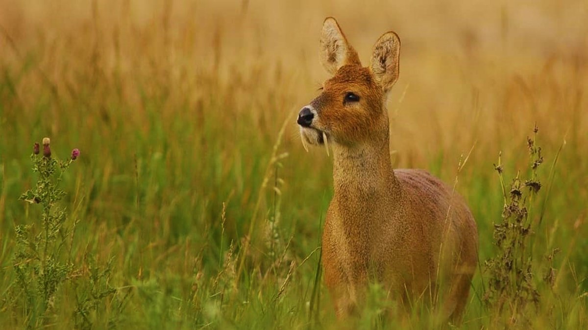 Саблезубый олень кабарга