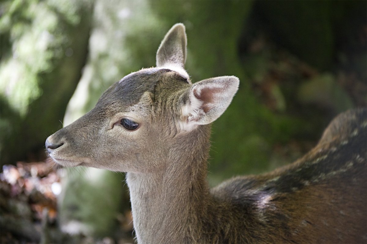 Олень кабарга