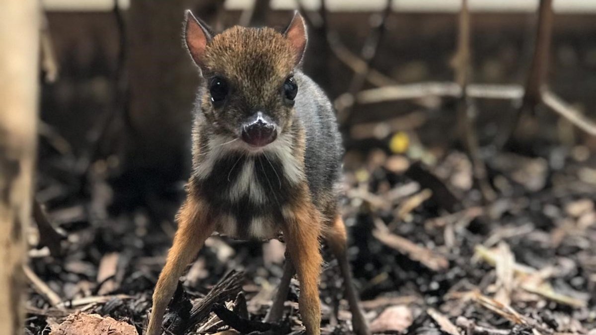 Мышевидный олень канчиль