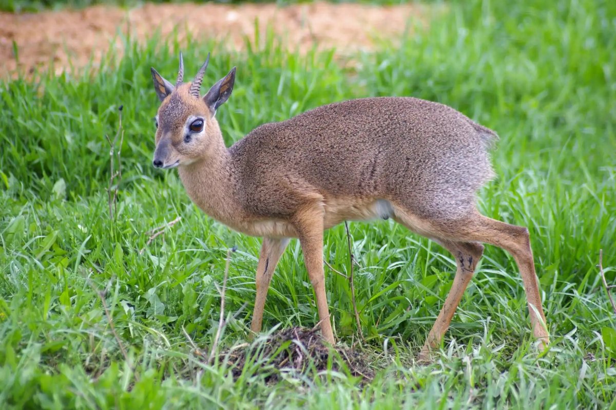 Олень кабарга