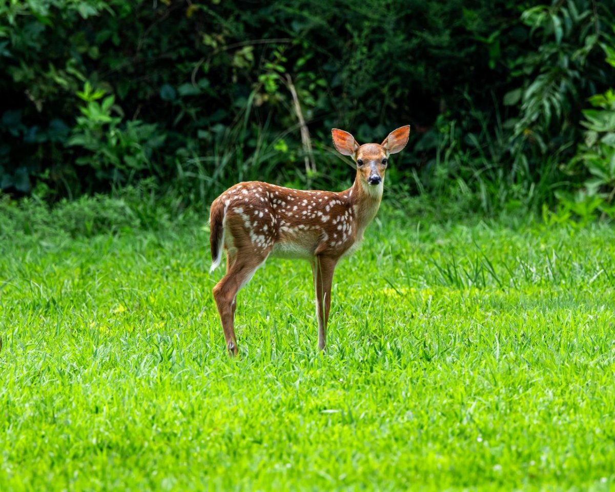 Картинки на рабочий стол