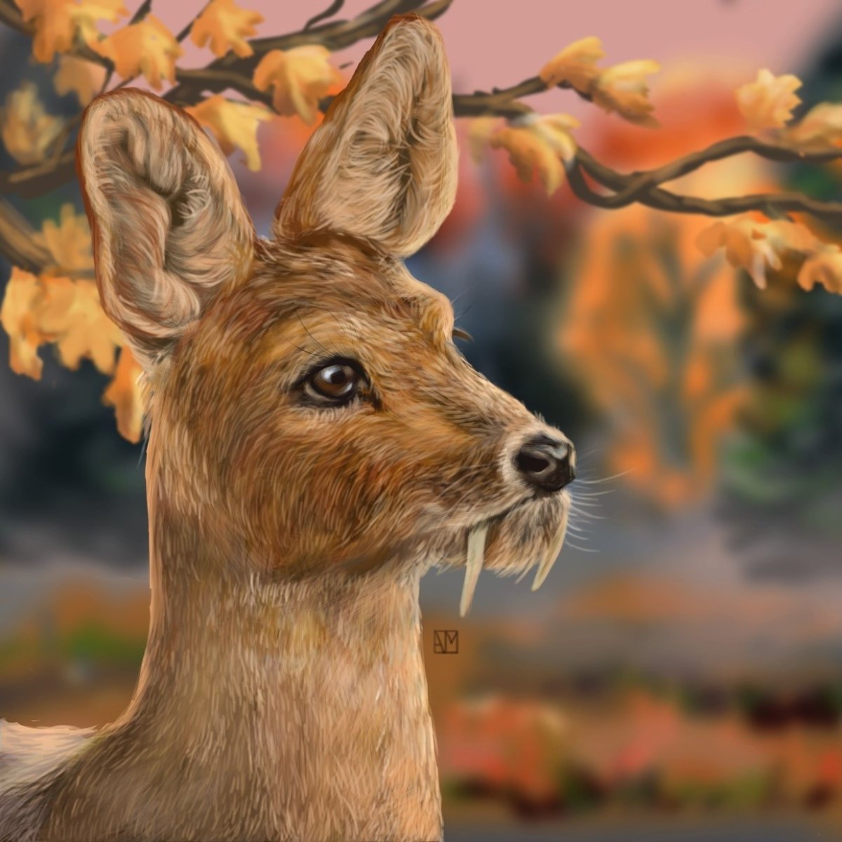 Сибирская кабарга рисунок