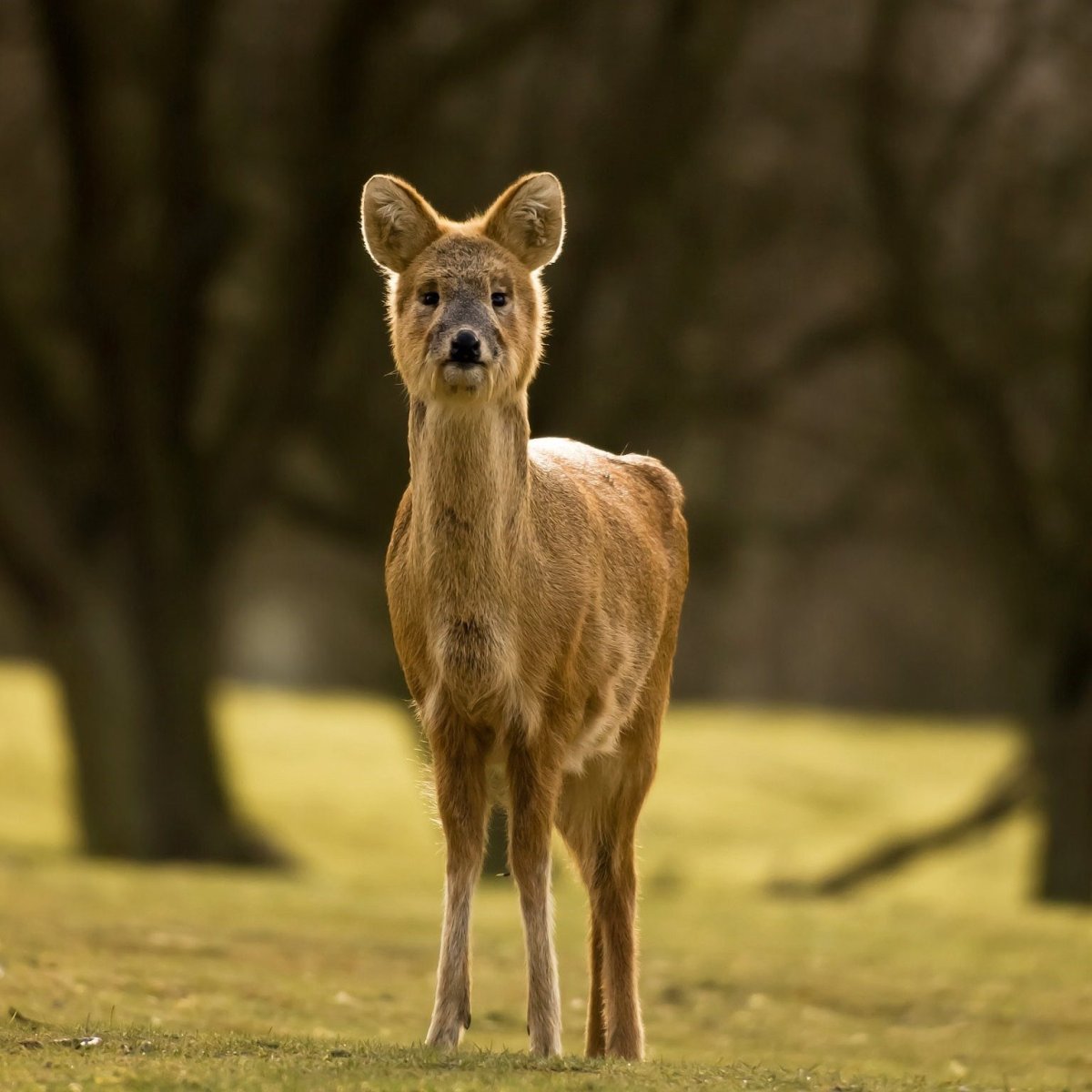 Саблезубый олень кабарга
