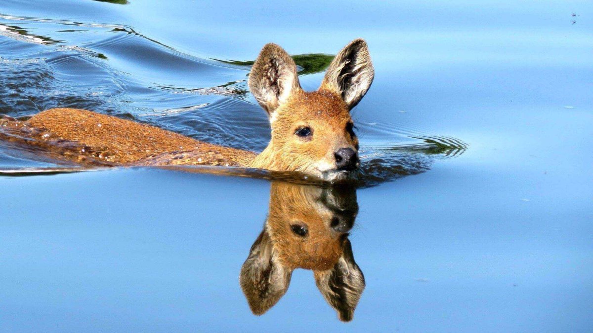 Китайский водяной олень