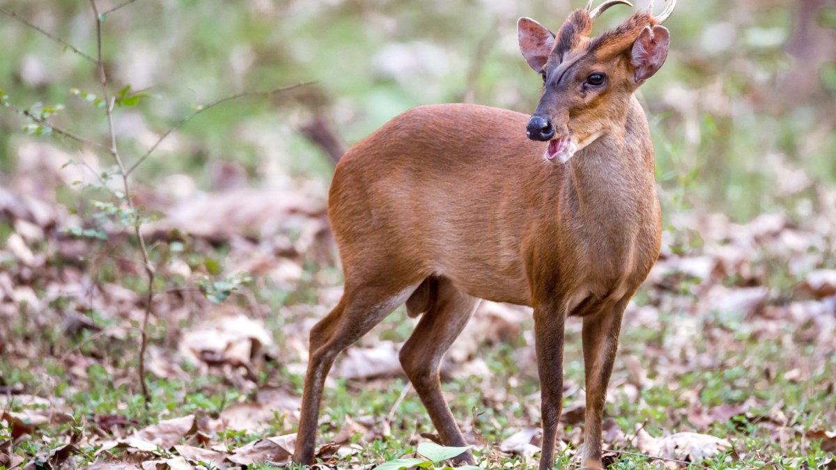 Саблезубый олень мунтжак