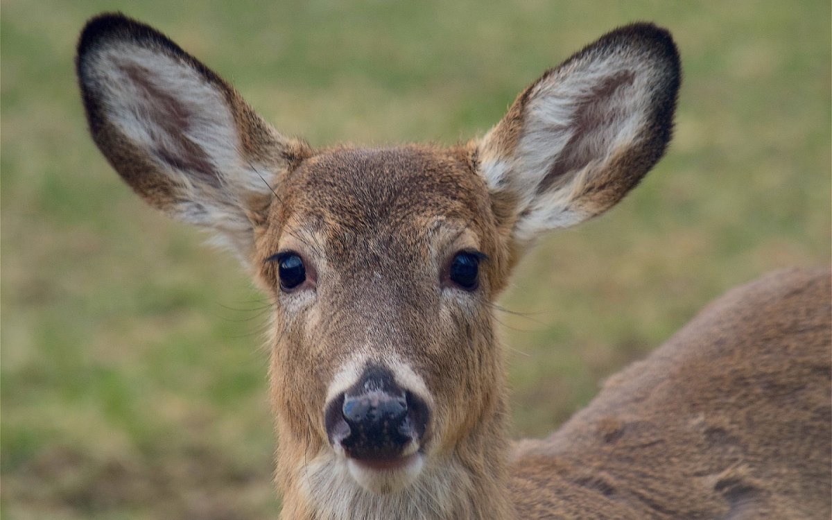 Уссурийская кабарга