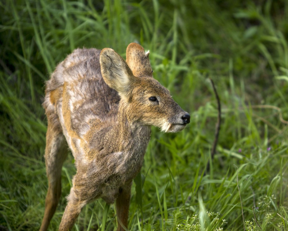 Сахалинская кабарга Moschus moschiferus sachalinensis