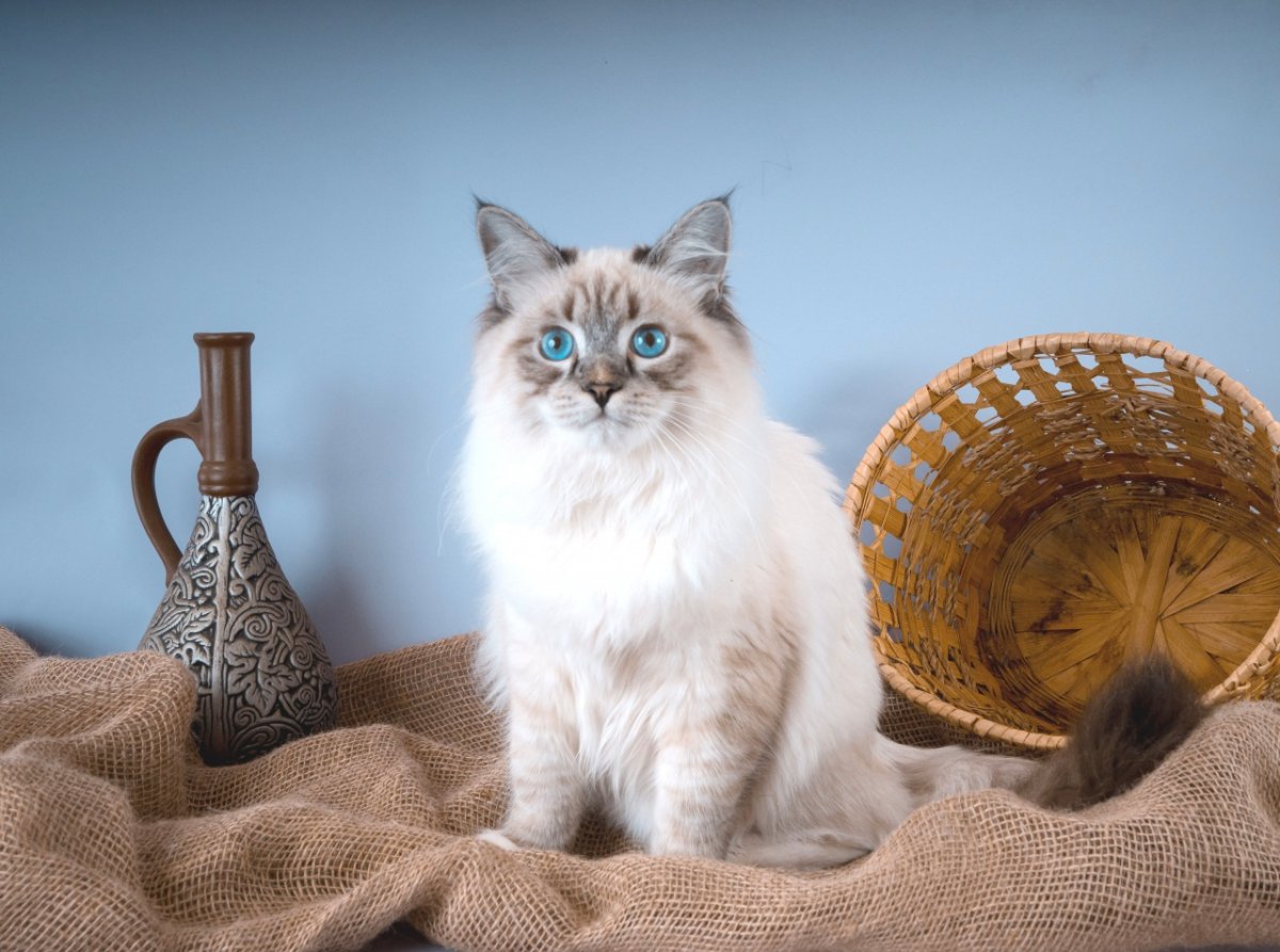 Невская маскарадная котята