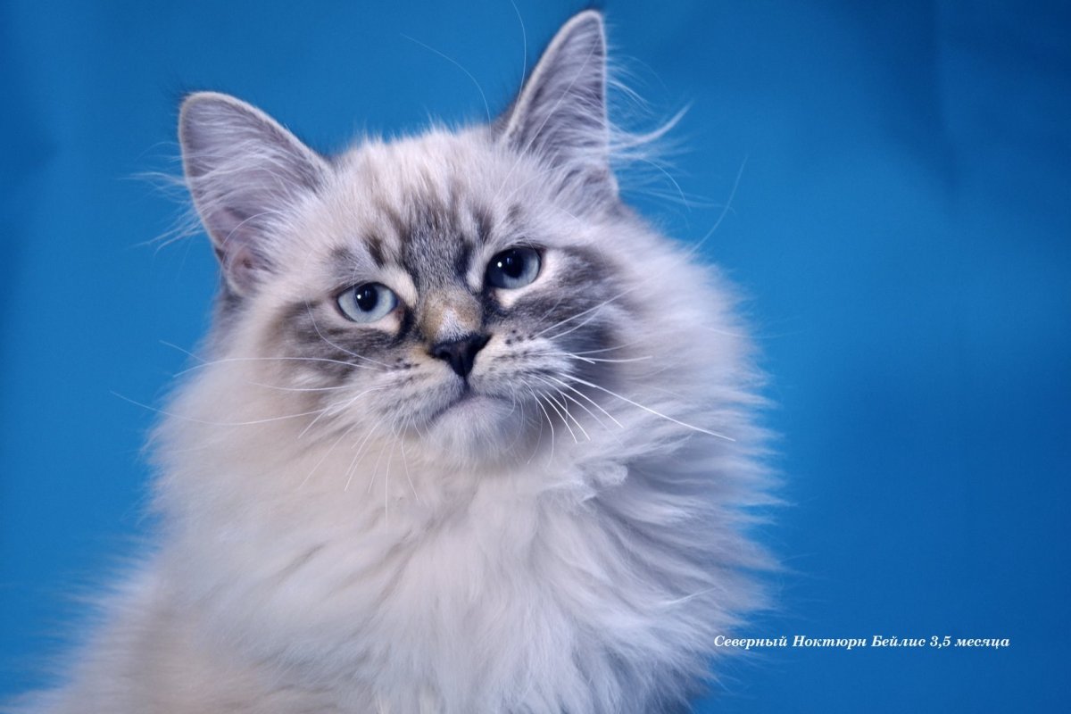 Невская маскарадная косоглазая