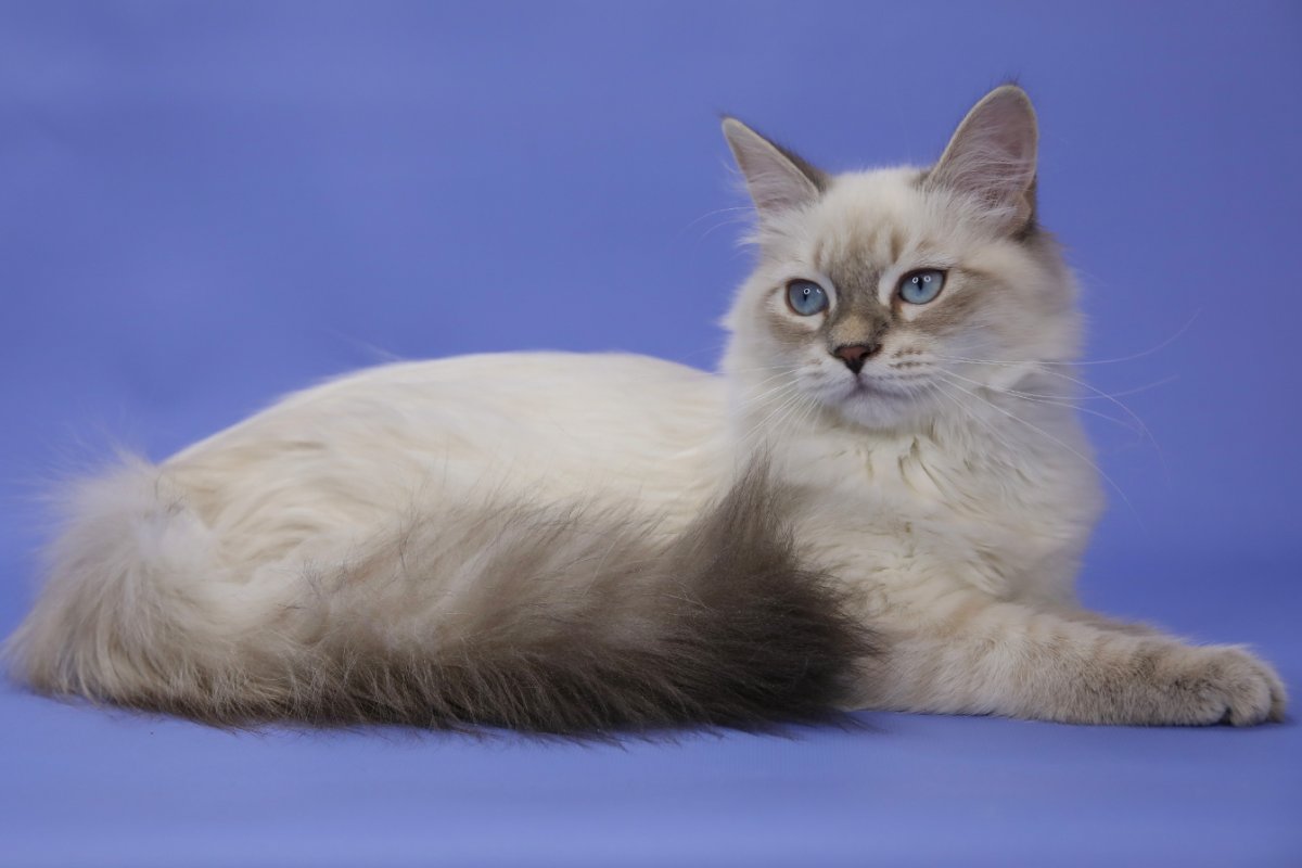 Обои на рабочий стол Невские маскарадные