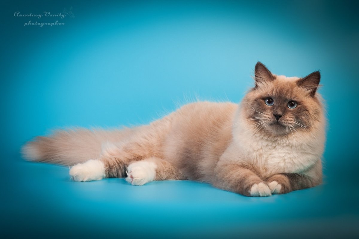 Невская маскарадная кошка вислоухая