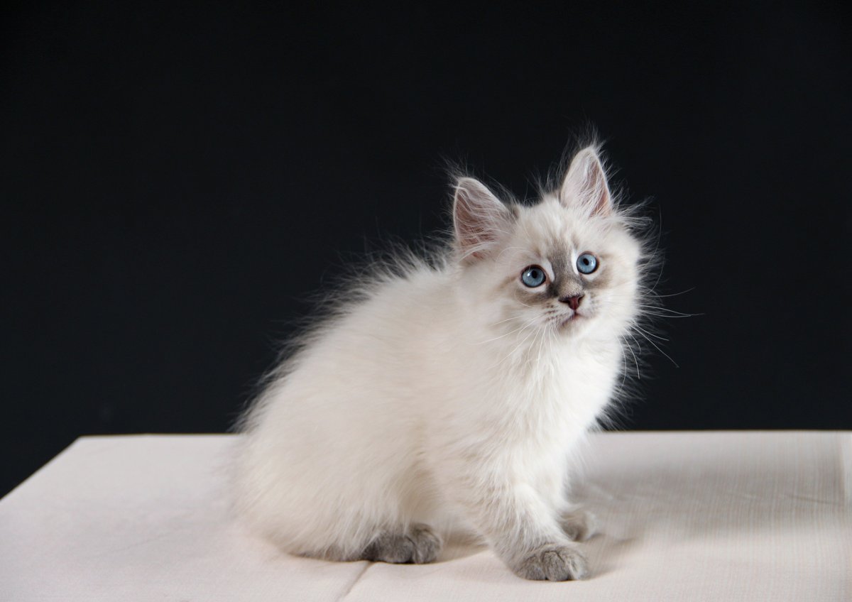 Невская маскарадная кошка трехцветная