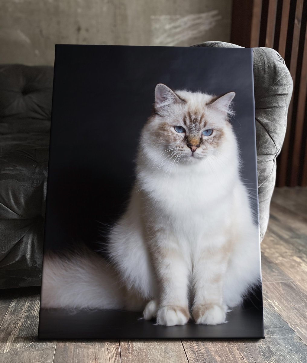 Рэгдолл котята