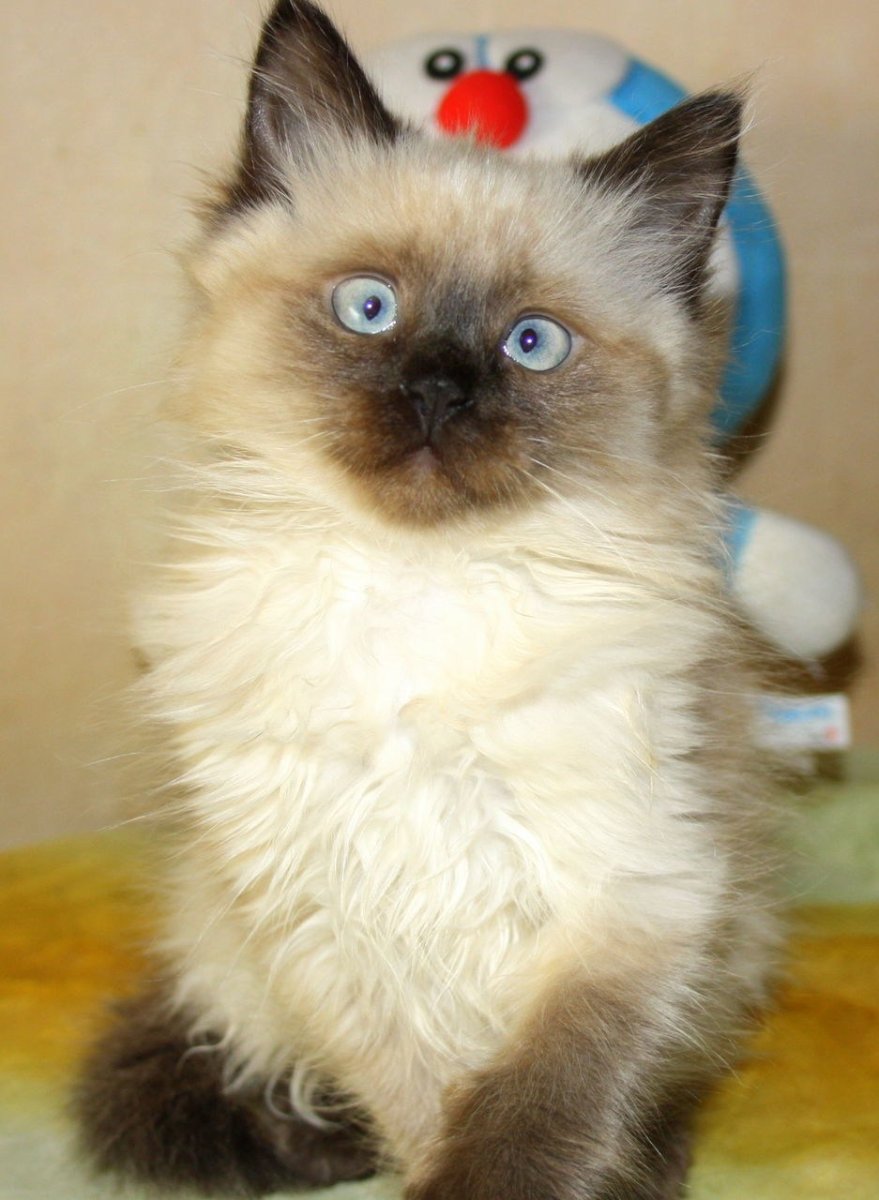 Невская маскарадная кошка с котятами