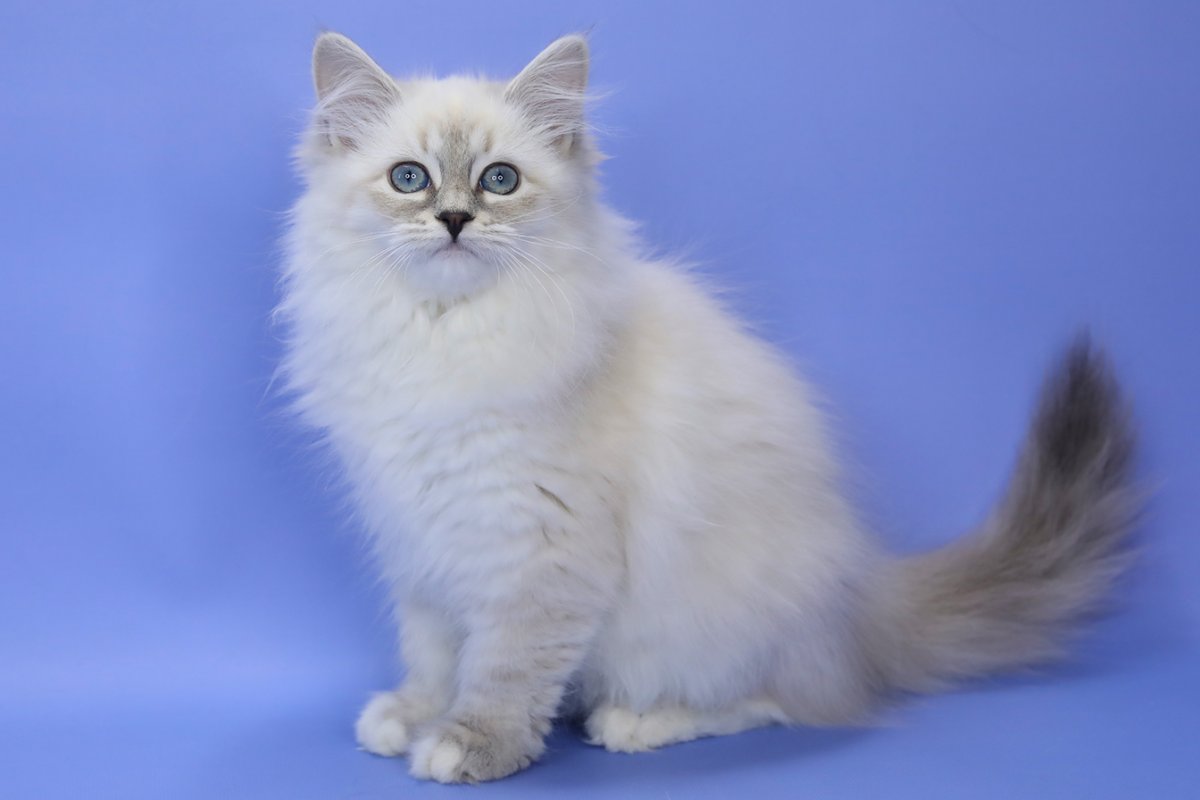 Московская маскарадная кошка