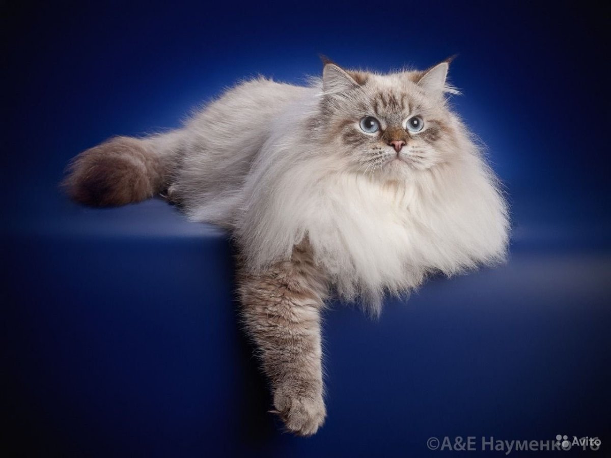 Порода Невский маскарадный кот